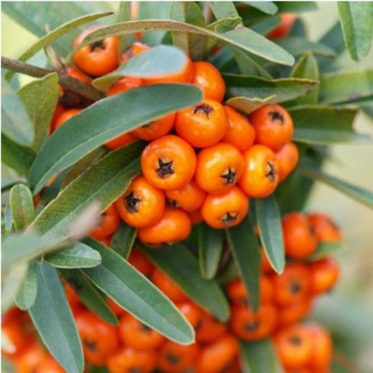 Plant Nursery Limerick | Etna Plants