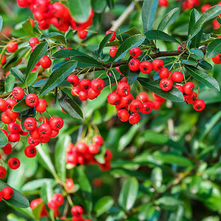 Pyracantha Red Cushion compact evergreen shrub with bright red berries grown in Ireland
