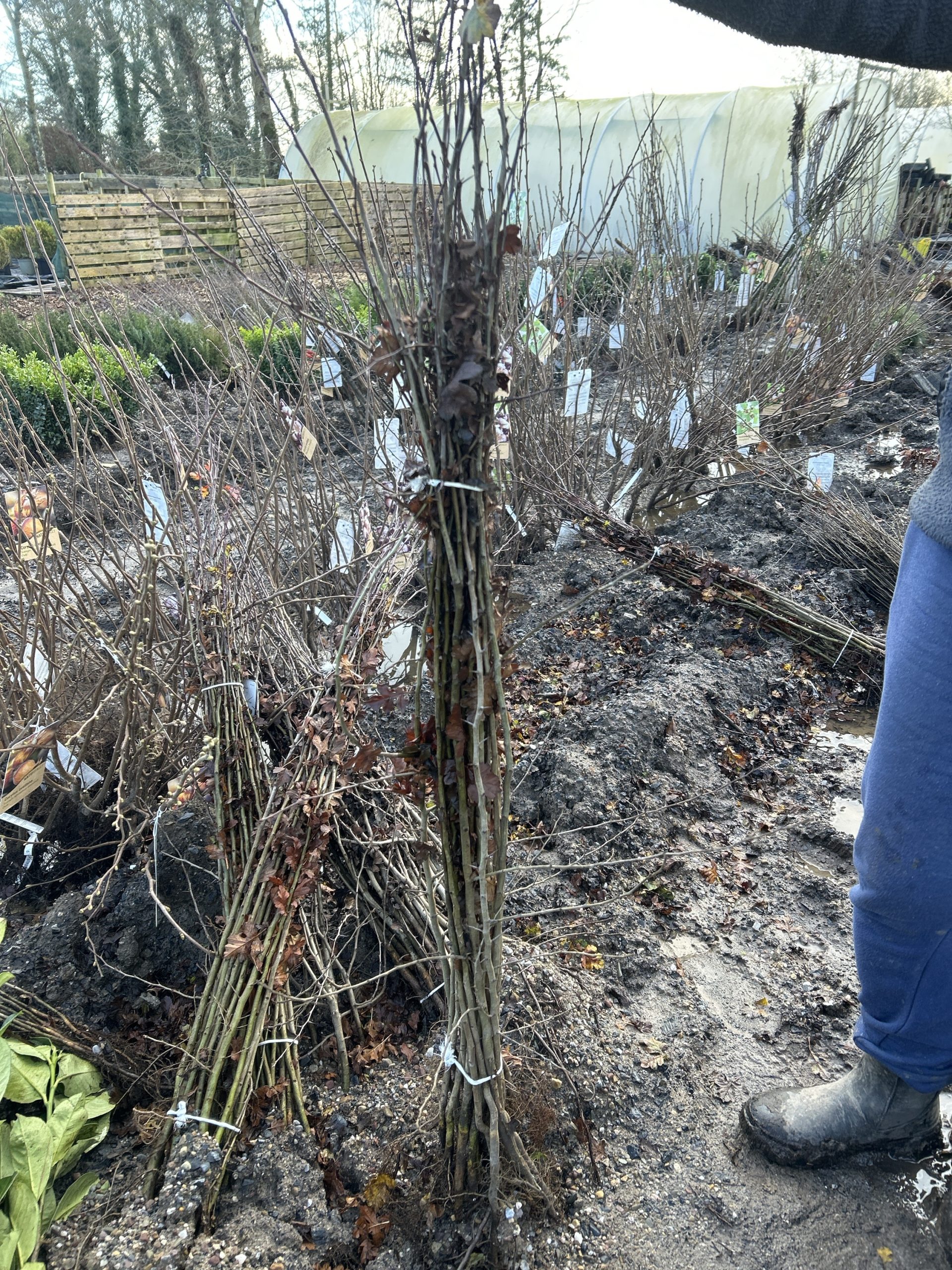 Whitethorn plant in Bareroot for sale ETna Plants Limerick Ireland