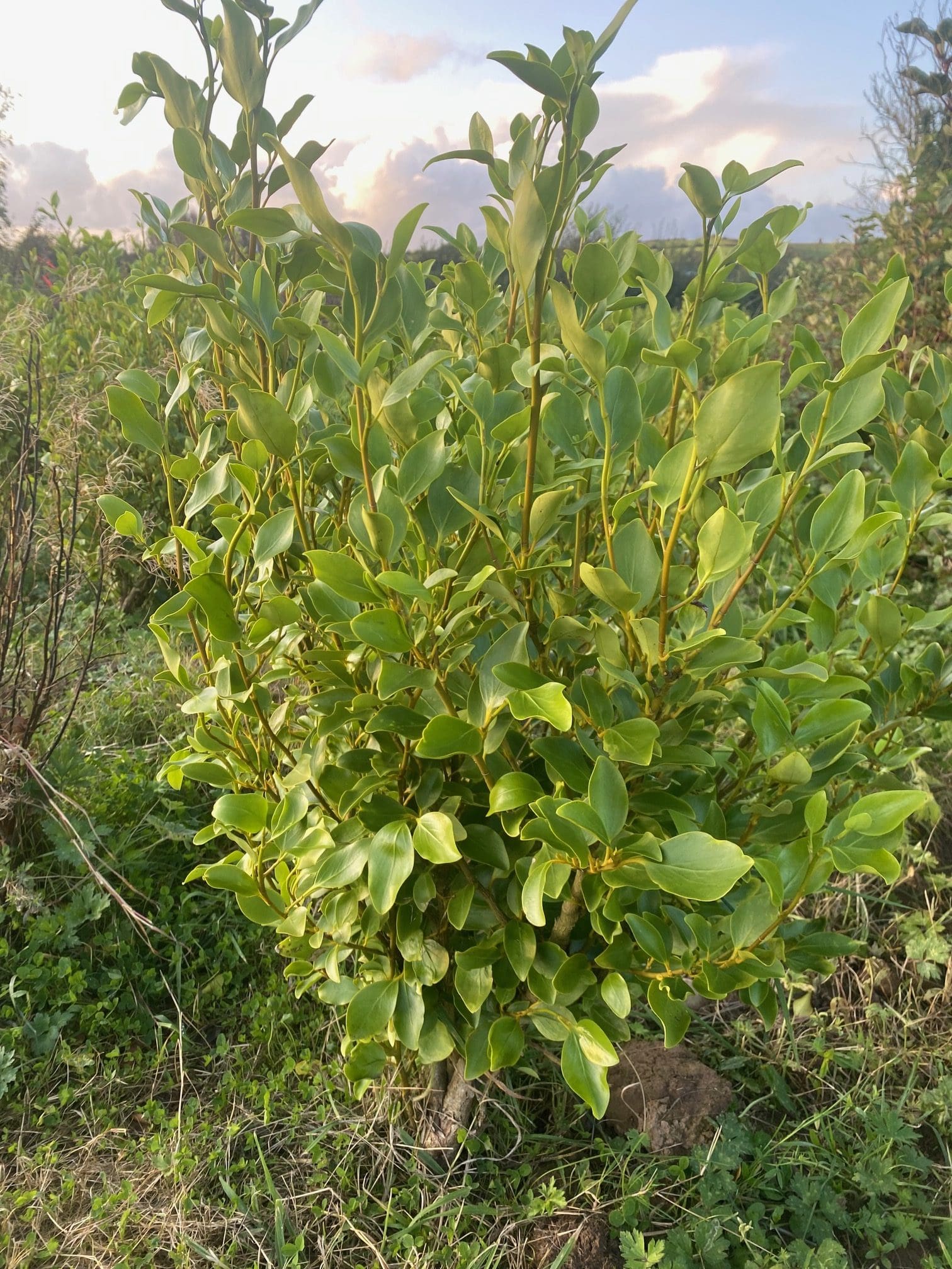 Grisellinia ready to plant