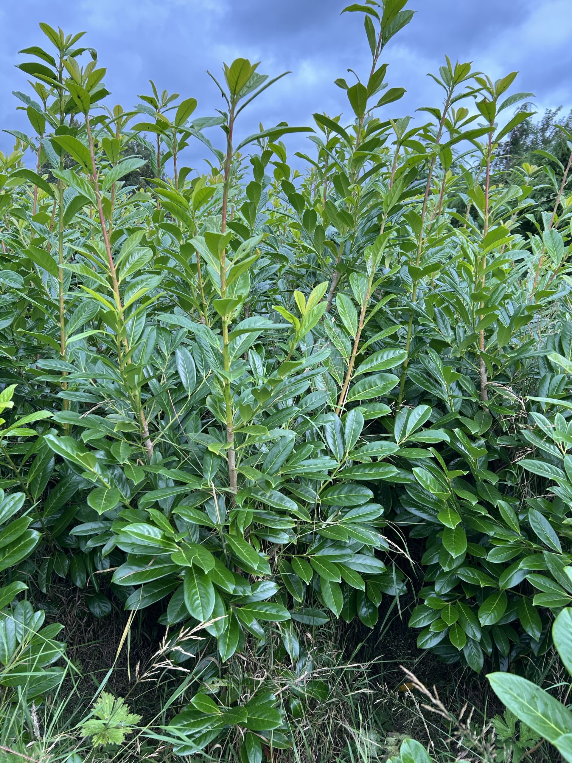 Laurel 'Novita' In Rootball