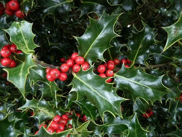 common Holly Ilex aquifolium