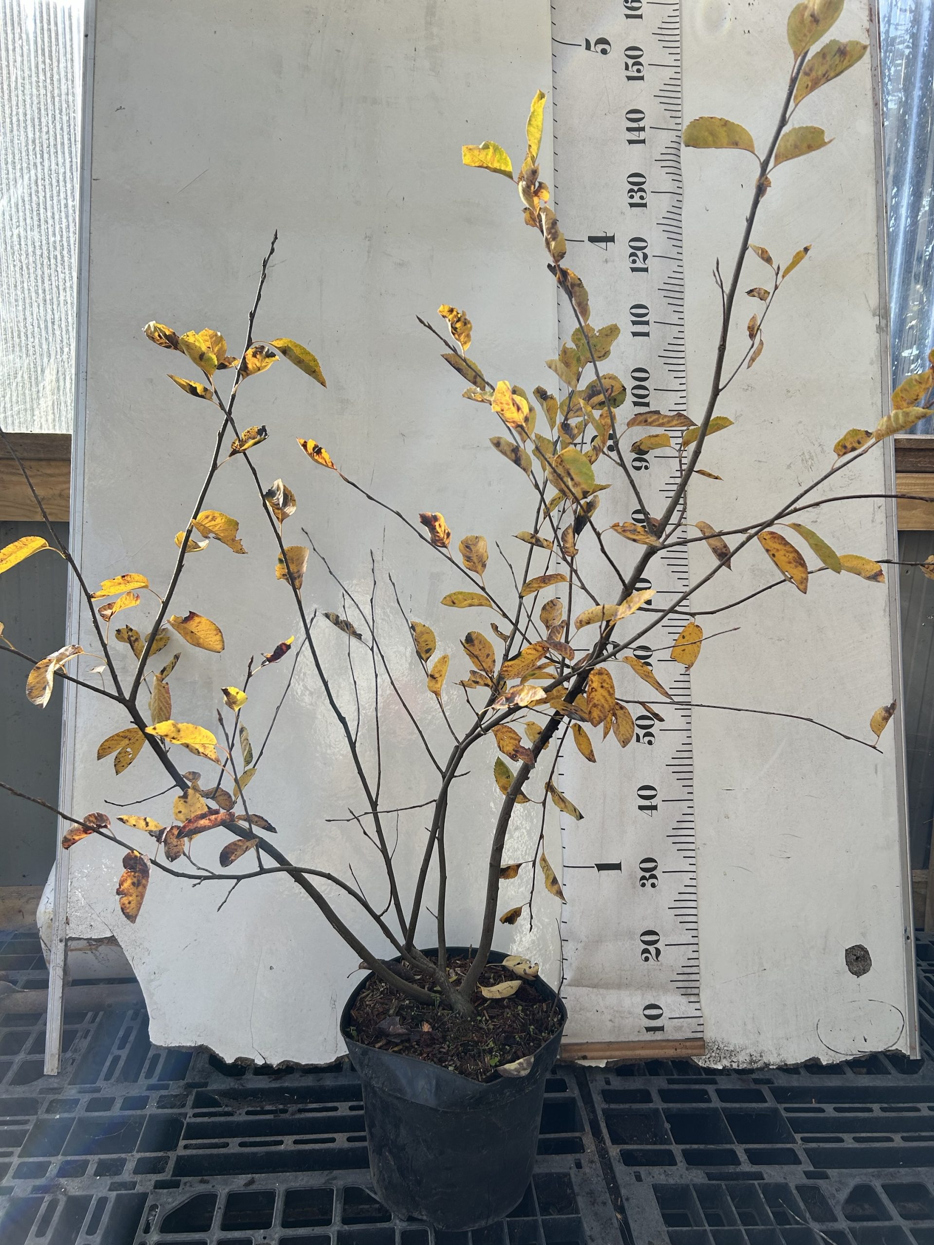 Amelanchier multistem 100-120cm ornamental tree with delicate white blossom grown in Ireland