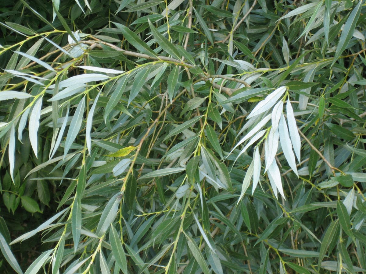 Close-up of White Willow leaves