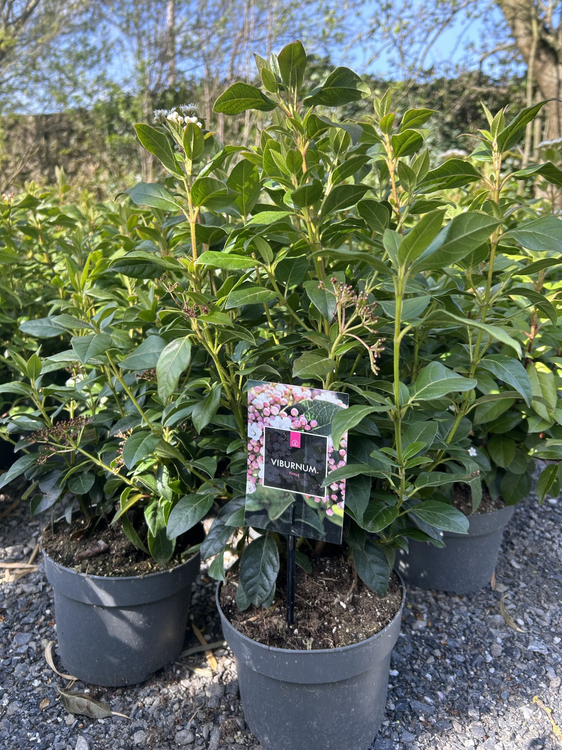Viburnum Tinus 'Eve Price' 2L Pot