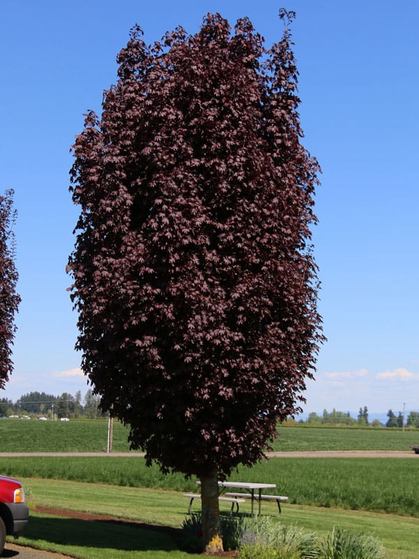 acer-crimson sentry