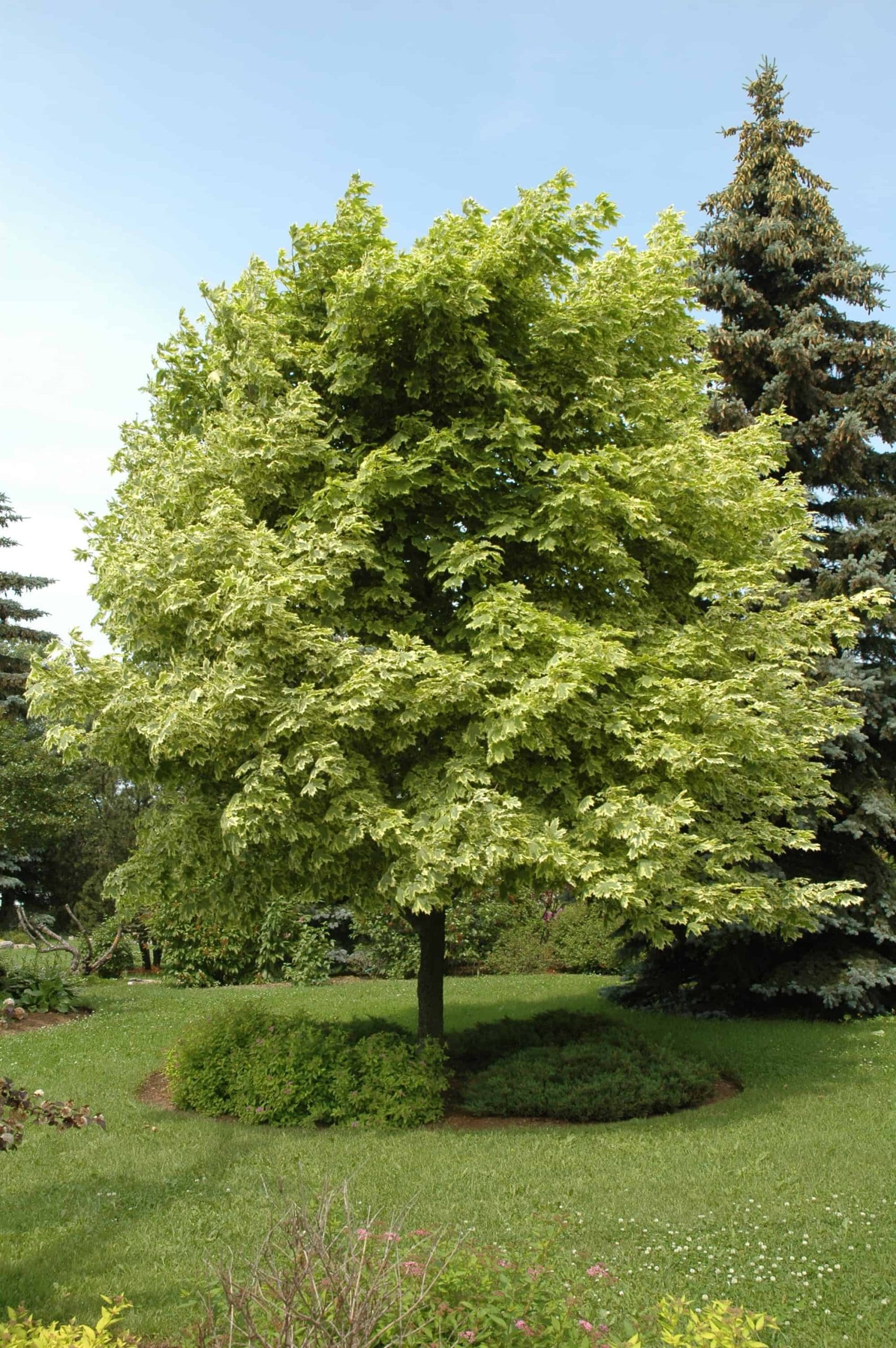 Norway Maple Drummondii
