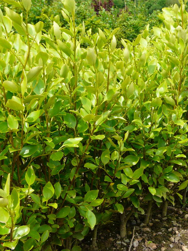 Griselinia