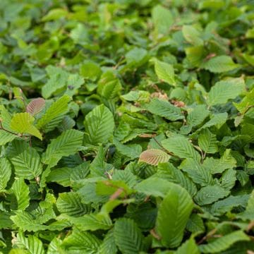 Carpinus-betulus