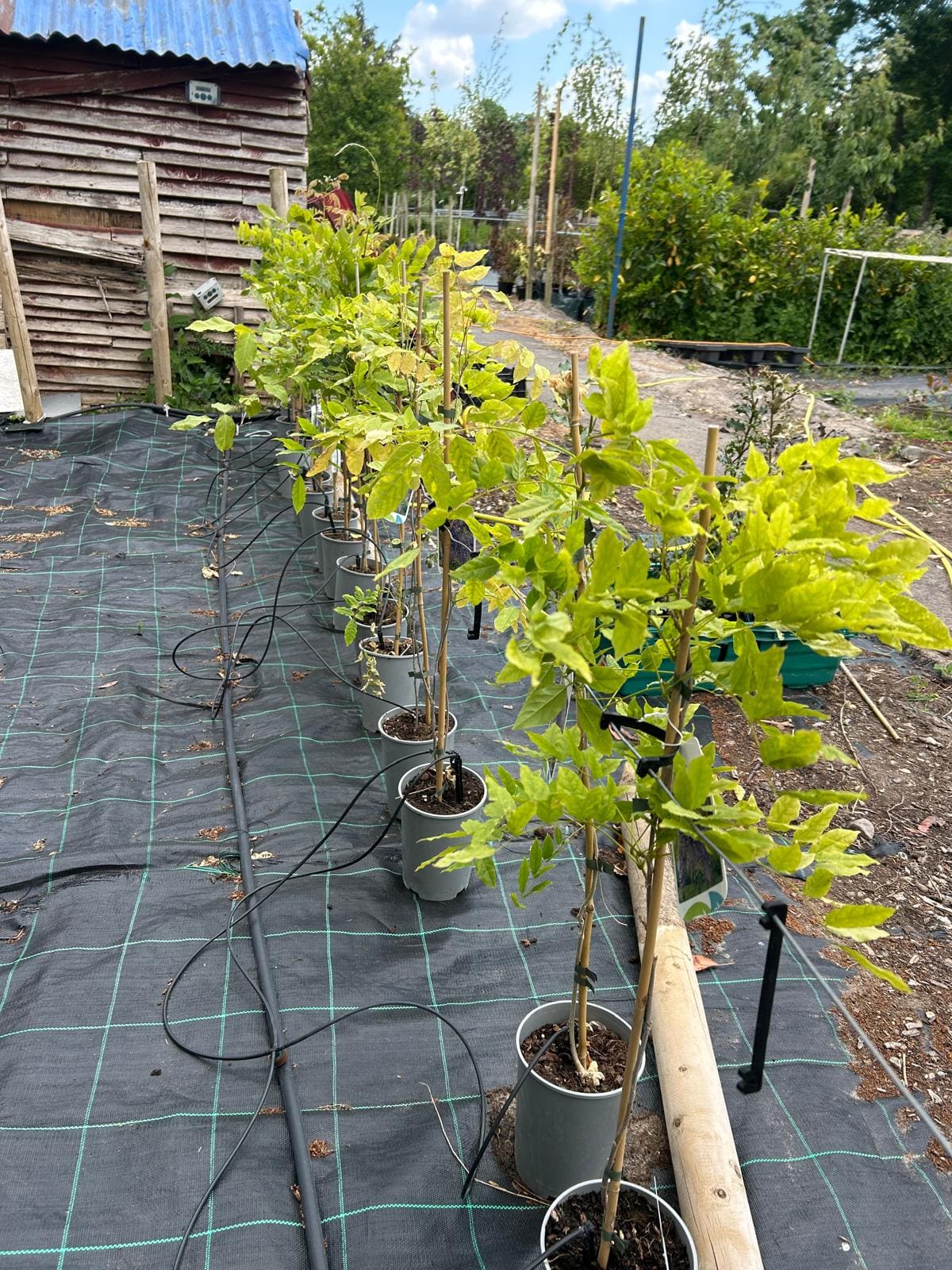 Wisteria sinensis