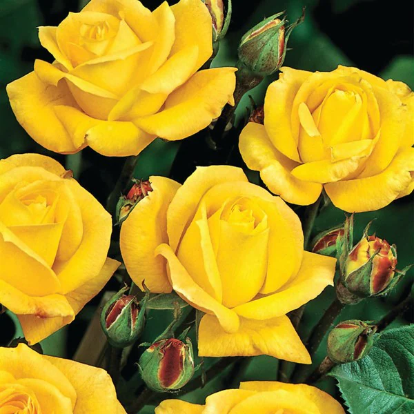 Rosa floribunda Arthur Bell golden yellow fragrant cluster rose in bloom, grown in Ireland