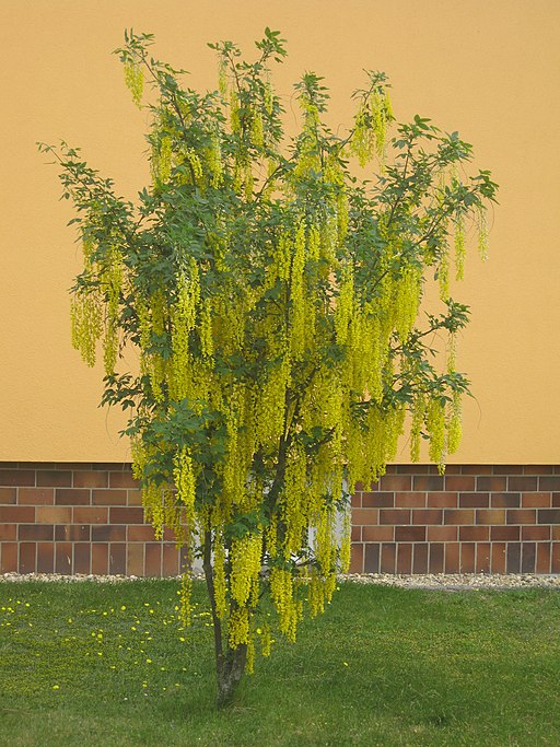 Laburnum anagyroides Golden Chain Tree 80-100cm pot grown at Etna Plants nursery Limerick Ireland