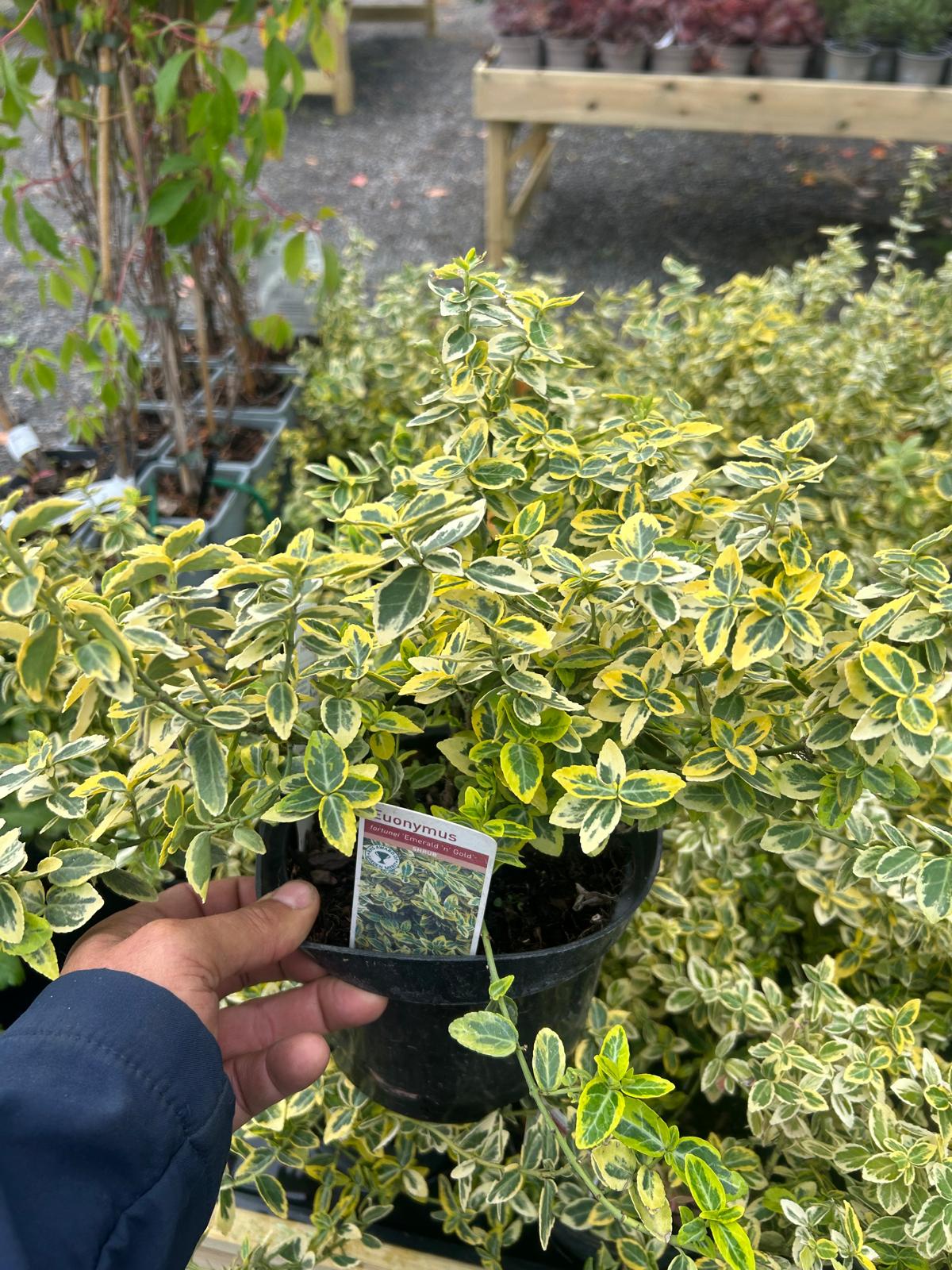 Euonymus japonicus Emerald Gold variegated evergreen shrub with golden yellow leaf margins grown in Ireland