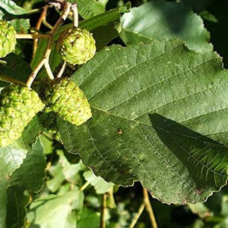 Alnus glutinosa Common Alder native Irish tree in 5L pot grown in Co. Limerick