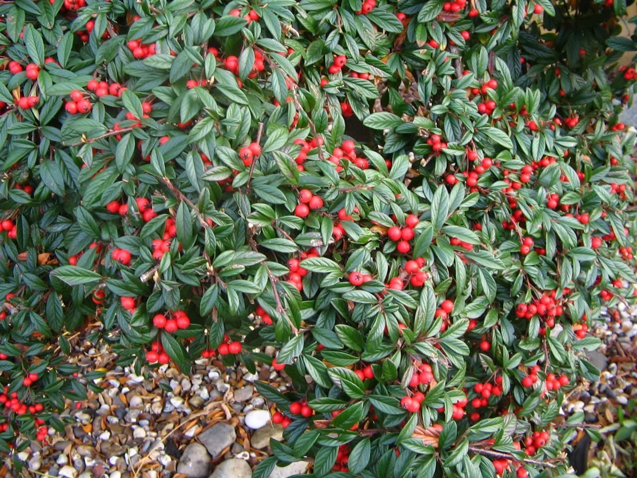 Cotoneaster repens creeping evergreen ground cover shrub with bright red berries grown in Ireland